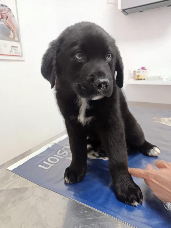 Cucciolotto Da Sogno 2 Mesi E Mezzo